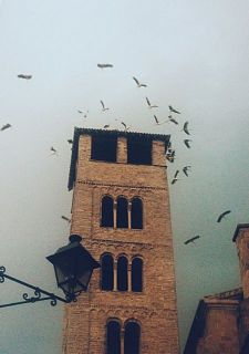 Cigonyes al campanar de la Catedral de Vic - Autor: MONTERO, Manel