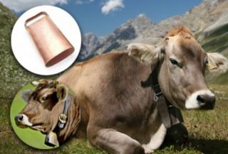 En ganaderías extensivas europeas ponen a las vacas campanas en sus cuellos - Autor: CONtexto ganadero-Internet