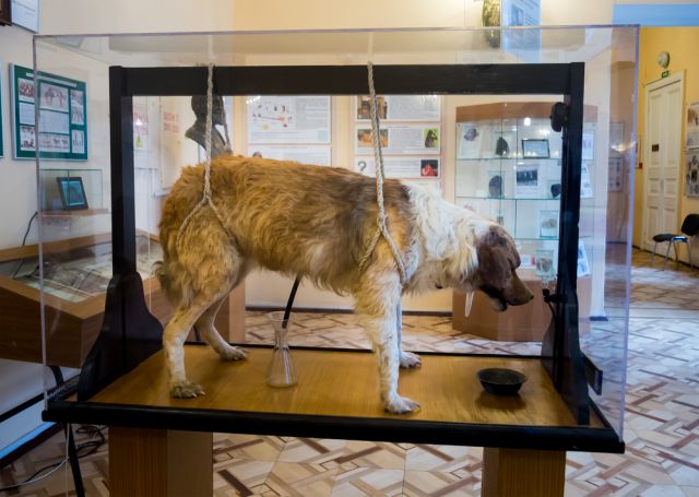 Perro disecado en el Pavlov’s experimental Museum of Hygiene en San Petersburgo (Rusia). - Autor: SUTTERSTOCK