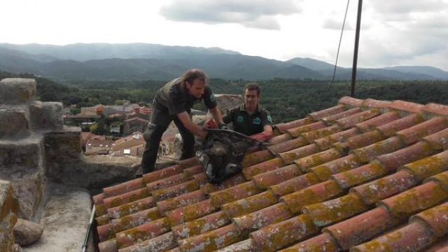 @agentsruralscat s'han endut el voltor que feia 2 dies que estava dalt del campanar. Estava cansat i desorientat  - Autor: AJUNTAMENT DE BREDA